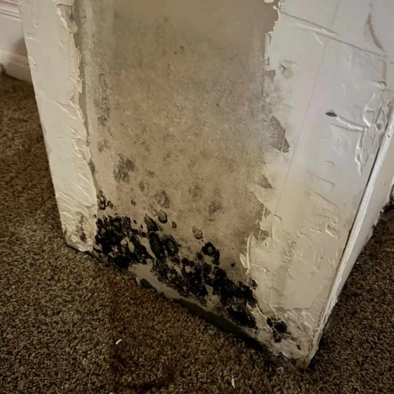 Professional Mold Removal in Nye County, NV